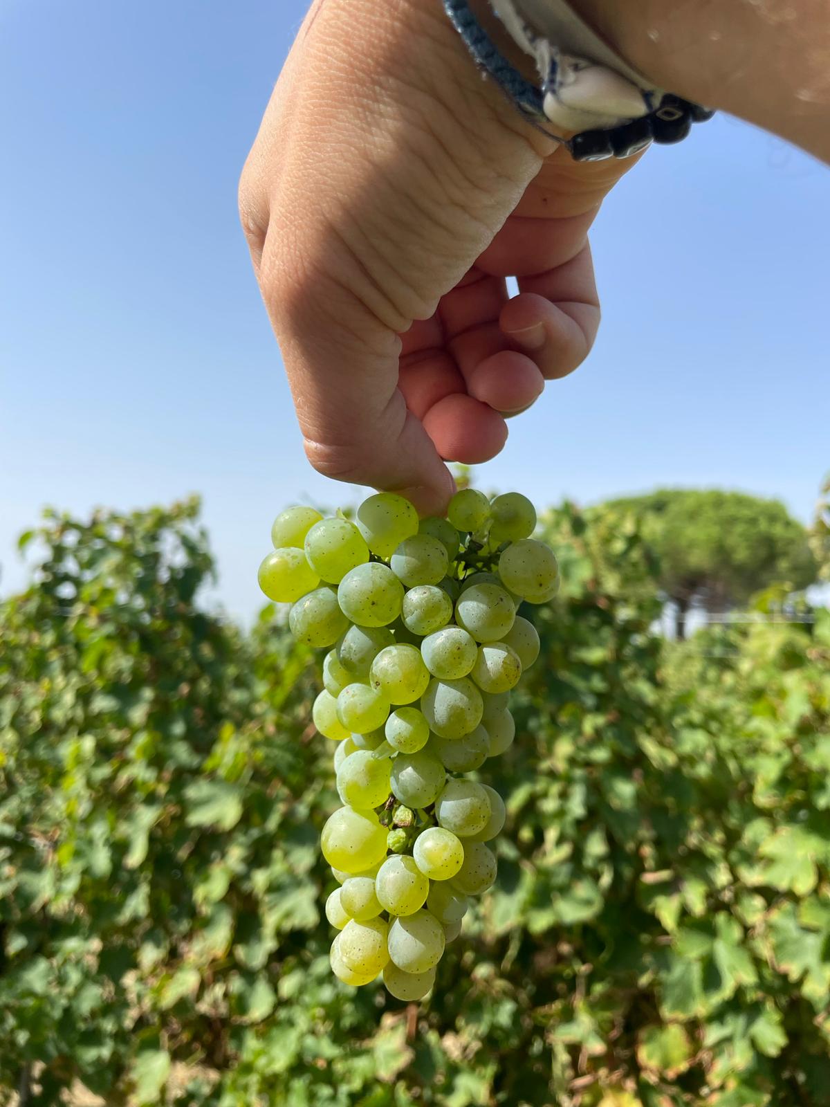 Ethic Drinks Non-Alcoholic French Sparkling Wine