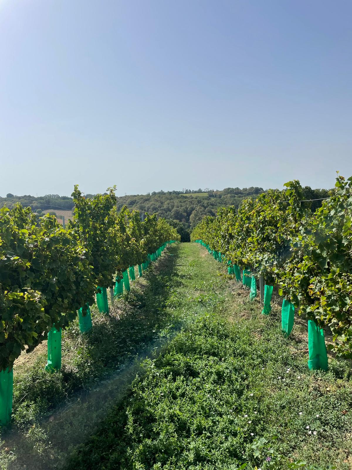 Ethic Drinks Non-Alcoholic French Sparkling Wine