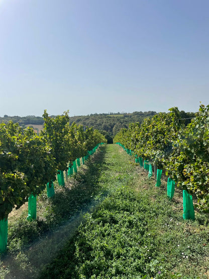 Ethic Drinks Non-Alcoholic French Sparkling Wine